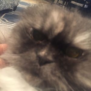 Meet your Posher, Connie